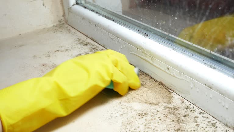 Best Black Mold Removal  in Big Beaver, PA